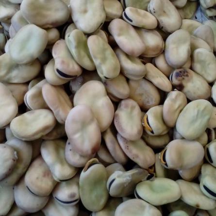 خرید عمده باقلا خشک کشاورزی از تهران